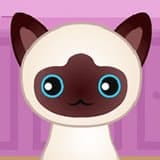 Guess the Kitty